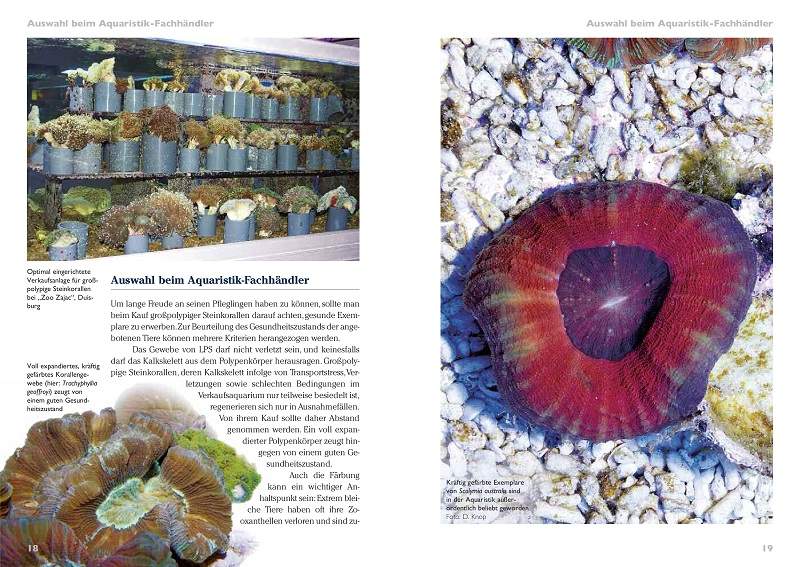 Preview: Grosspolypige Steinkorallen im Meerwasseraquarium
